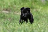 SCHIPPERKE 752